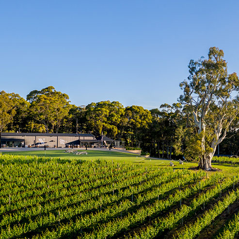 Nepenthe vineyard on a sunny day