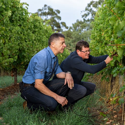 Two of the Nepenthe wine makers laughing in a vineyard