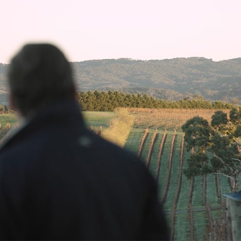 Man looking into a vineyard
