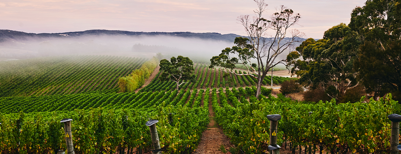 Adelaide Hill Nepenthe Vineyards misty morning