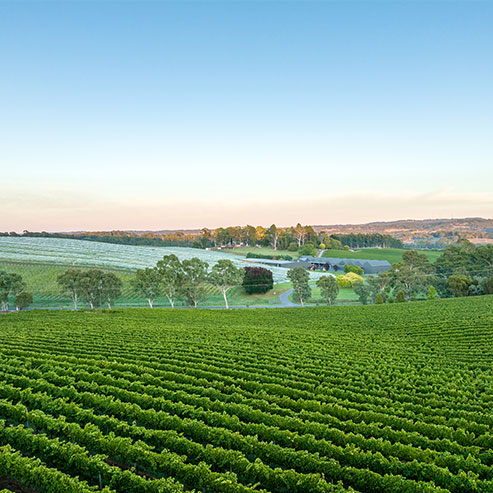 Nepenthe Balhannah vineyard sunrise