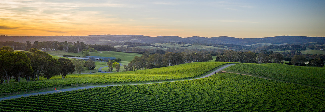 Nepenthe Cellar Door lawn sunset