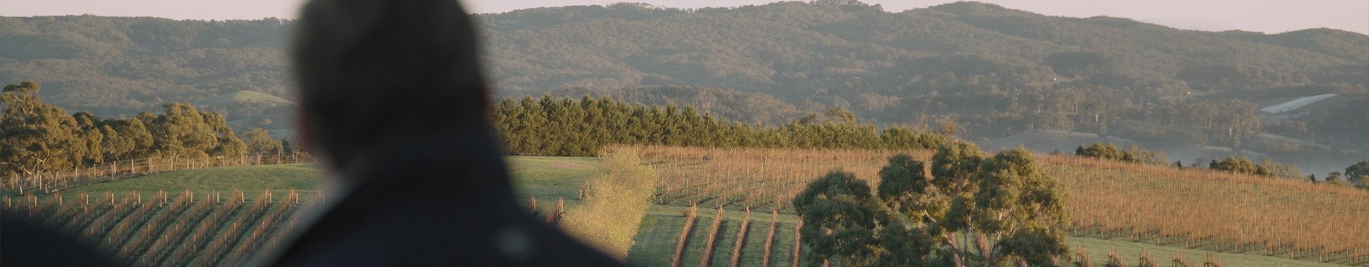 Adelaide hills vineyards