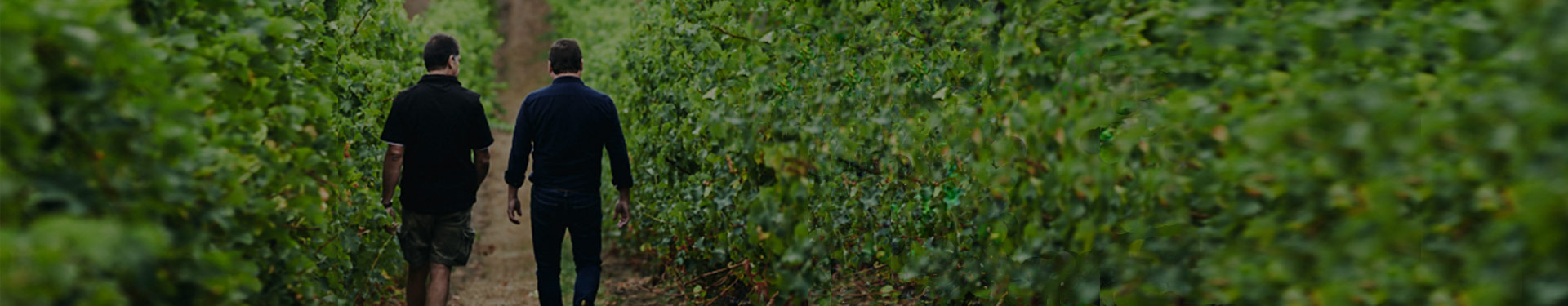 men walking through the vineyard