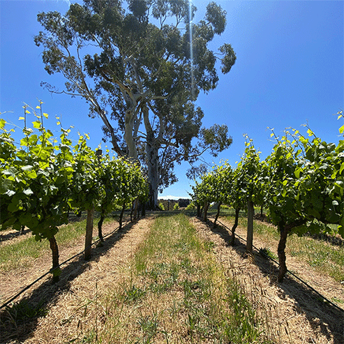 From Blossom to Bottle: Adelaide Hills Flowering Season Is Upon Us