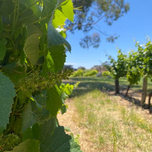 Flowering at Nepenthe Cellar Door in the Adelaide Hills